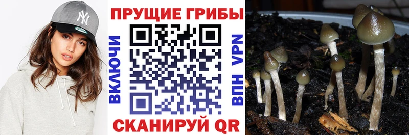 Псилоцибиновые грибы мухоморы  Купить где  Николаевск 